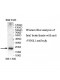 VSNL1 Antibody