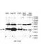 VTA1 Antibody