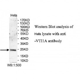 VTI1A Antibody