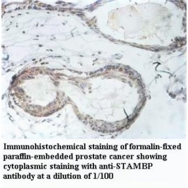 STAMBP Antibody