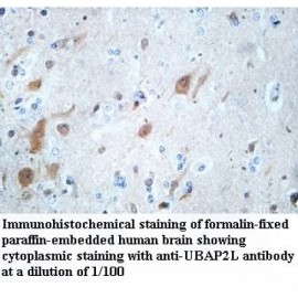 UBAP2L Antibody