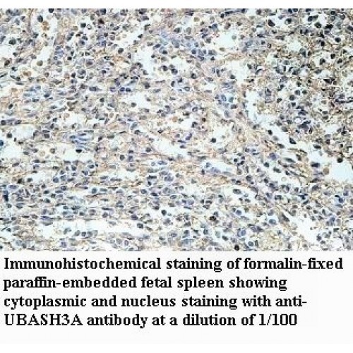 UBASH3A Antibody