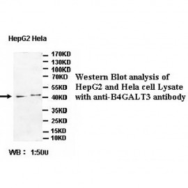 B4GALT3 Antibody