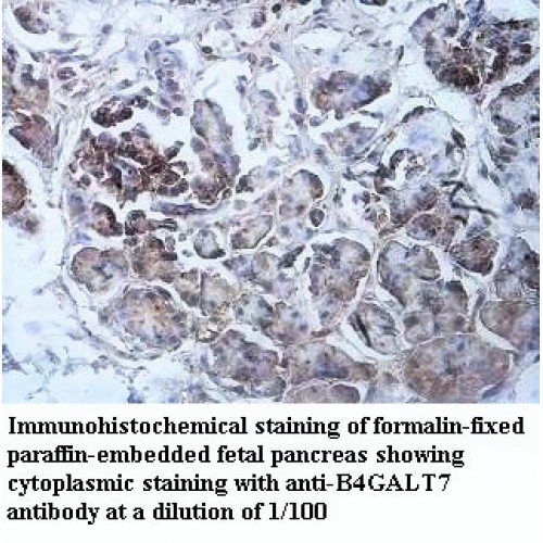 B4GALT7 Antibody