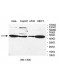 UBOX5 Antibody