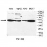 UBOX5 Antibody