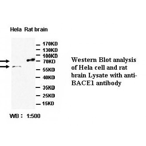 BACE1 Antibody