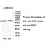 UBR7 Antibody