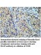 BAG5 Antibody