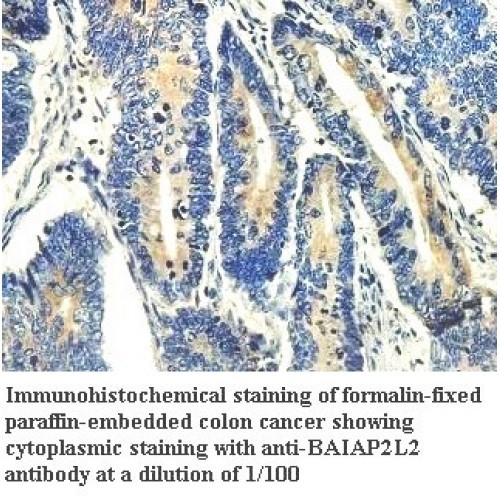 BAIAP2L2 Antibody