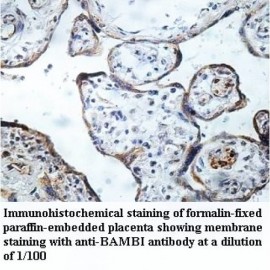 BAMBI Antibody