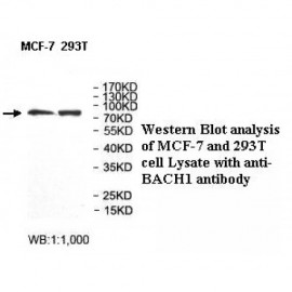 BACH1 Antibody