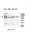 BAHD1 Antibody