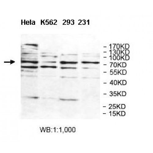BAHD1 Antibody