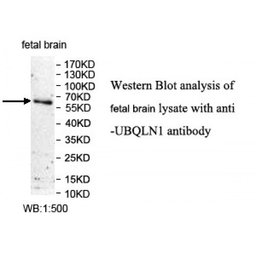 UBQLN1 Antibody