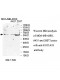 UGT1A10 Antibody