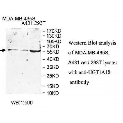 UGT1A10 Antibody