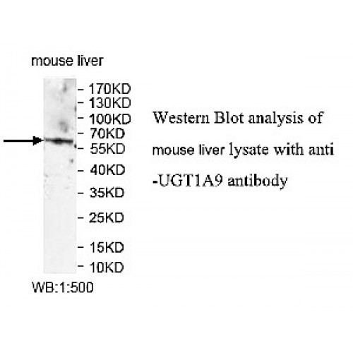 UGT1A9 Antibody
