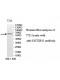 UGT2B11 Antibody