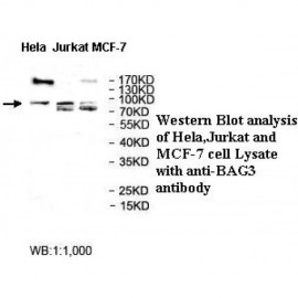 BAG3 Antibody