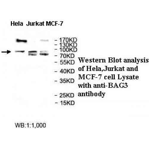 BAG3 Antibody