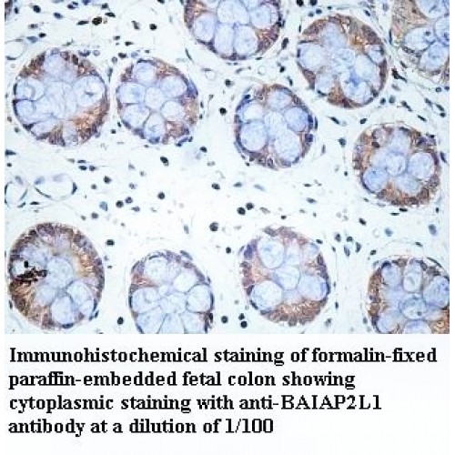 BAIAP2L1 Antibody