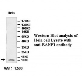 BANF1 Antibody