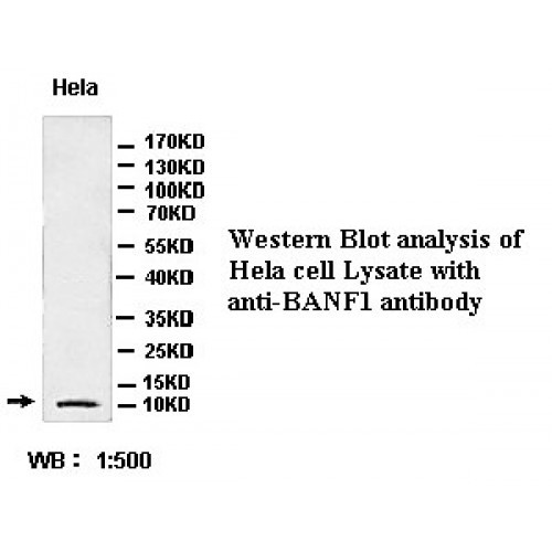 BANF1 Antibody