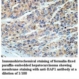 BAP1 Antibody