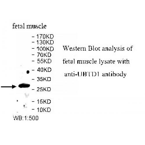 UBTD1 Antibody