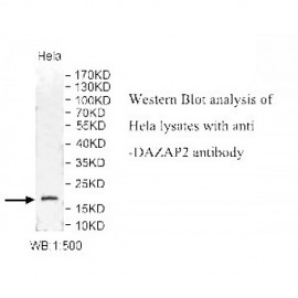 DAZAP2 Antibody