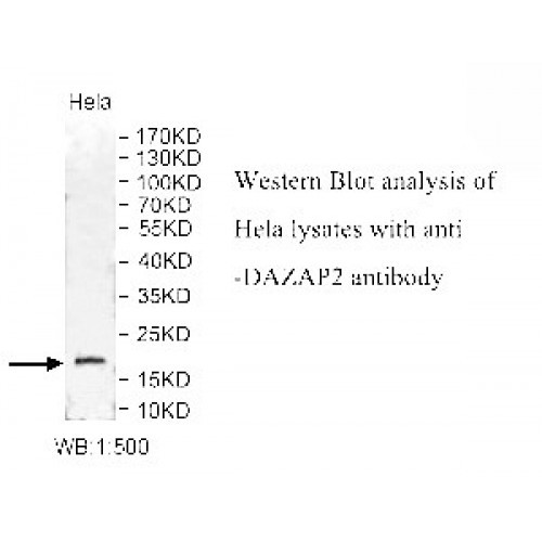 DAZAP2 Antibody