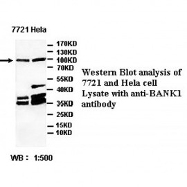 BANK1 Antibody