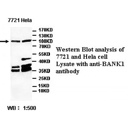 BANK1 Antibody