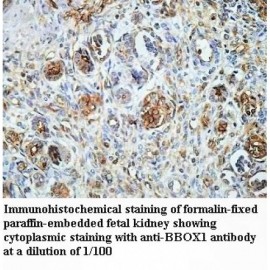 BBOX1 Antibody