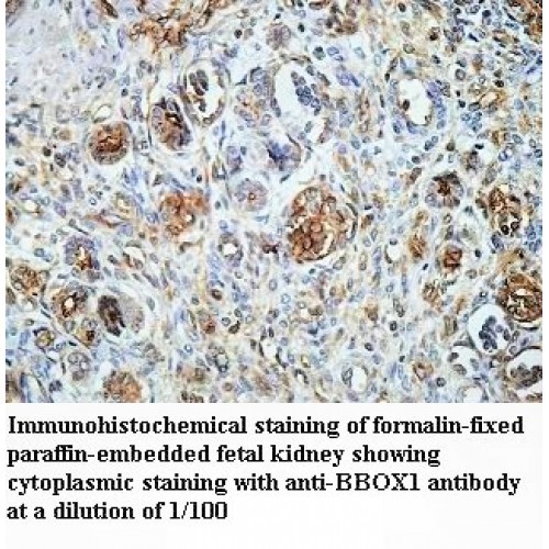 BBOX1 Antibody