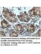 CLASP1 Antibody