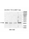 BCAS2 Antibody