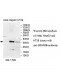UBXN2B Antibody