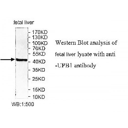 UPB1 Antibody