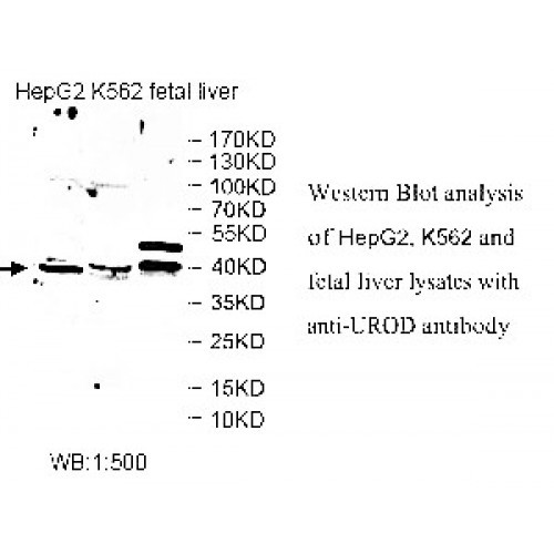 UROD Antibody