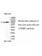 USHBP1 Antibody