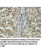 DCUN1D5 Antibody