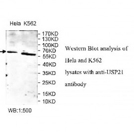USP21 Antibody