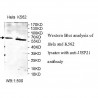 USP21 Antibody