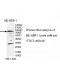 TBL3 Antibody