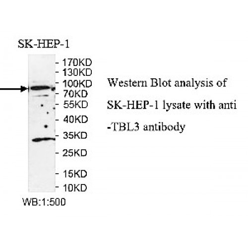 TBL3 Antibody