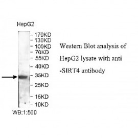 SIRT4 Antibody