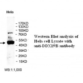DDX19B Antibody