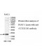 TCTEX1D1 Antibody